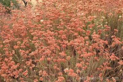 flowerdes5